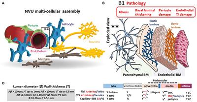 Peripheral Blood and Salivary Biomarkers of Blood–Brain Barrier Permeability and Neuronal Damage: Clinical and Applied Concepts